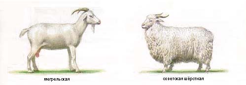 Породы коз